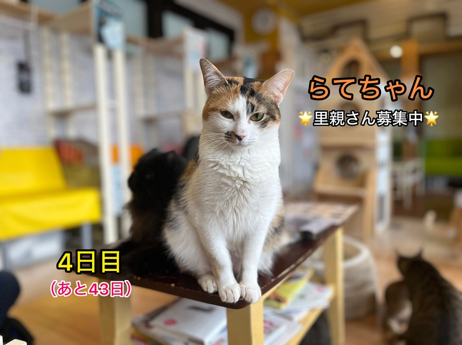 現在里親さん募集中の猫たち其の一　（2/16　4日目）