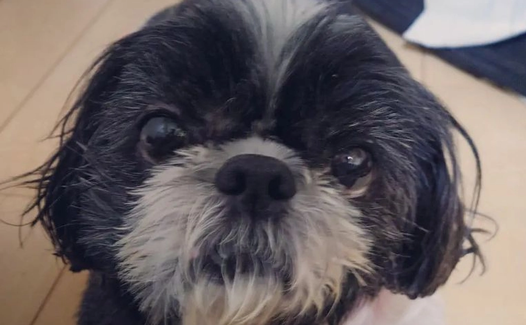 ルーシーの可愛い写真と御礼のメールを差し上げます。