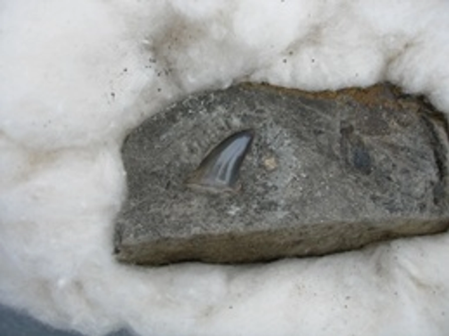 骨じゃないよ６