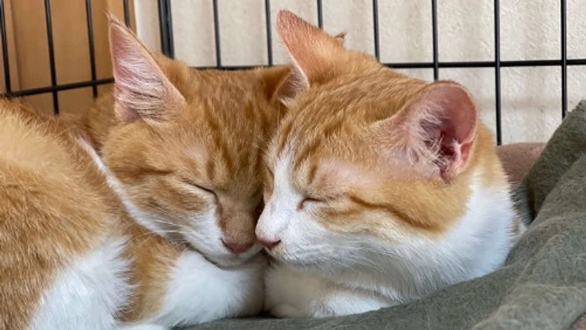 クラファン準備期間中に「のらり・くらり」トライアルへ！【７日目】