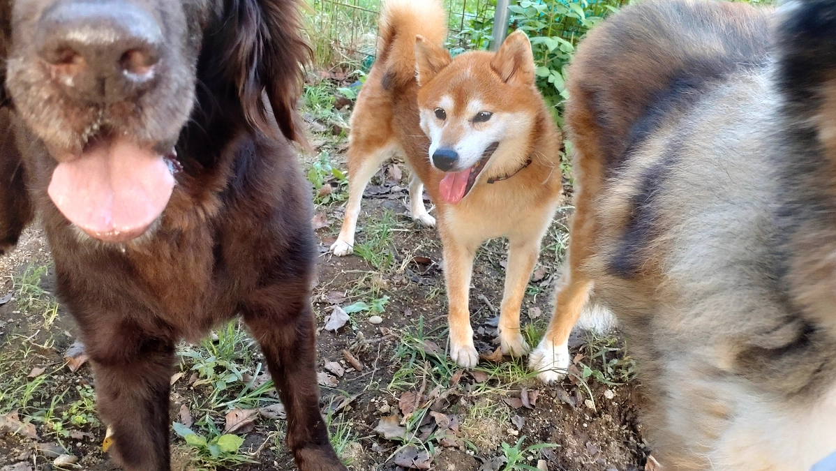 赤柴君とのお別れ