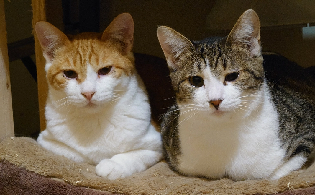 お気持ち支援コース