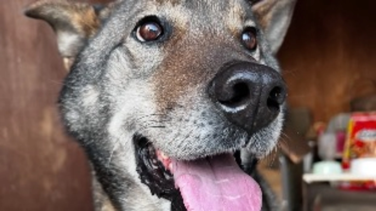 今日は四十九日にでした🐶