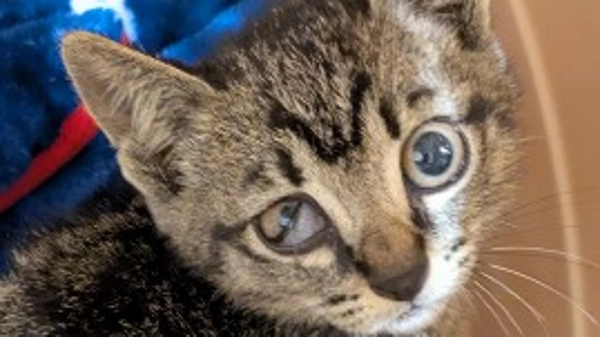 クラファン終了まであと24時間!!!