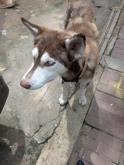 ハスキー犬「ハニー」避妊手術へ