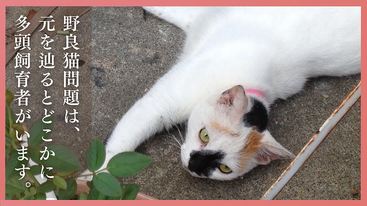 多頭飼育崩壊に歯止めを！行政施設内に「不妊手術専門病院」の開設へ 2枚目