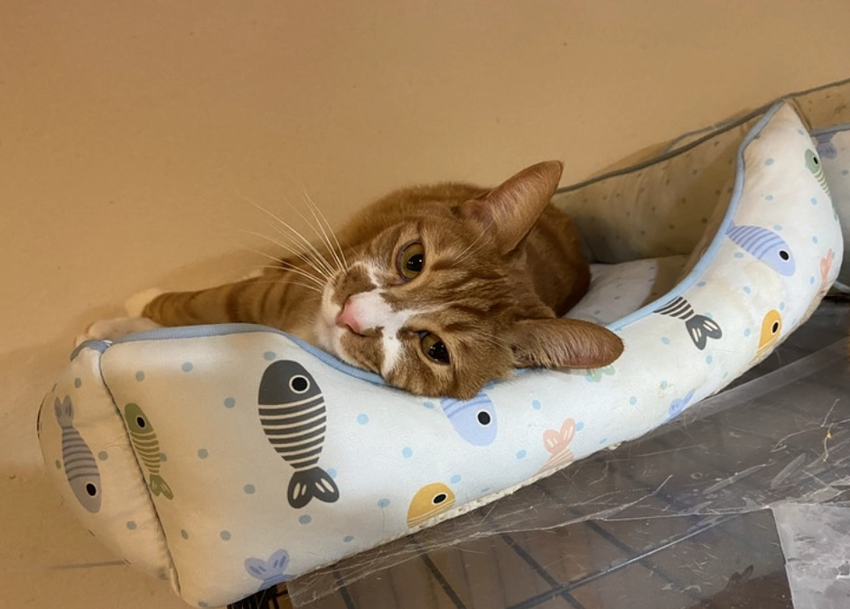 【あと3日】獣医師の菊池薫先生からの応援メッセージをいただきました！