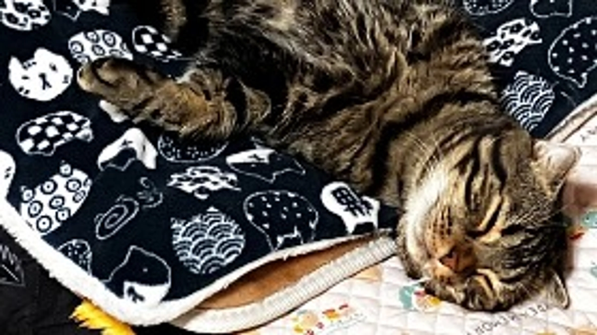 折れ耳スコ おだしが正式譲渡になりました！