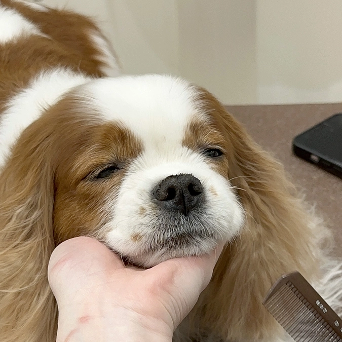 手術まであと13日‼️