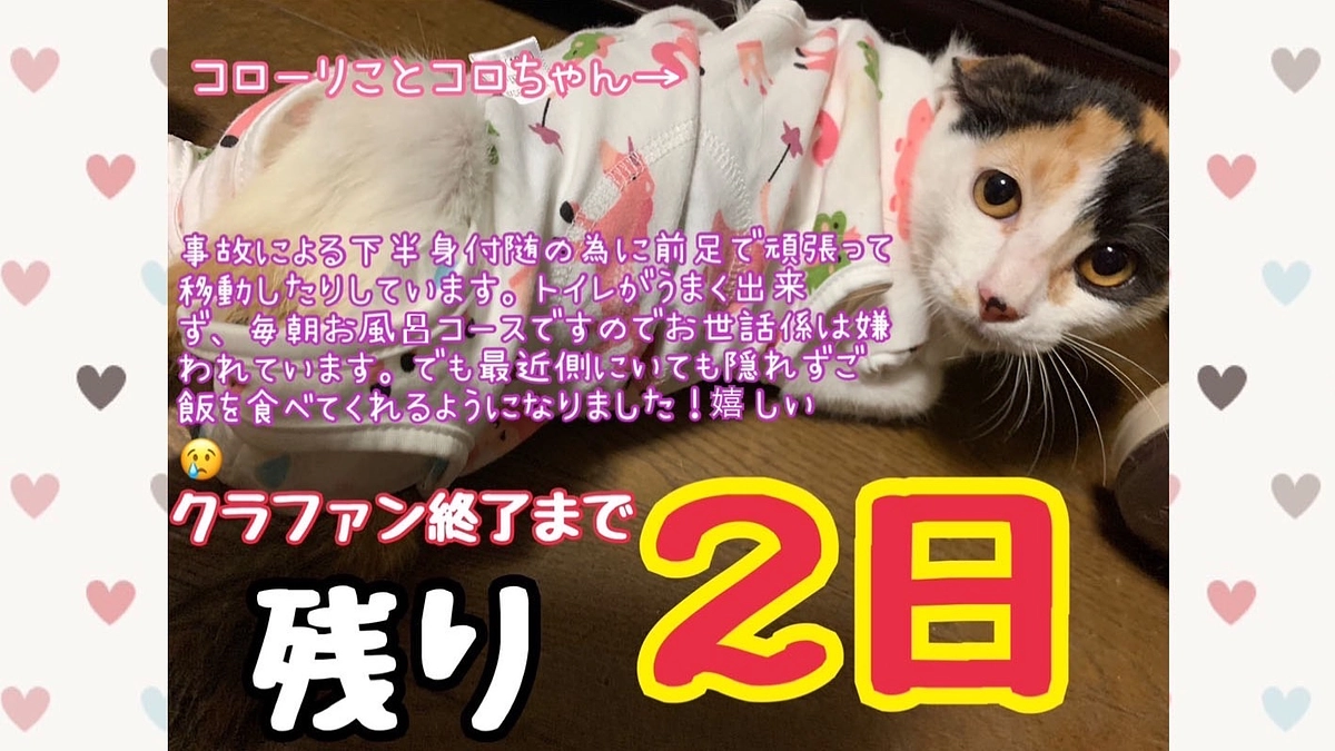 【あと2日】里親さまからの応援メッセージ④とコメント紹介