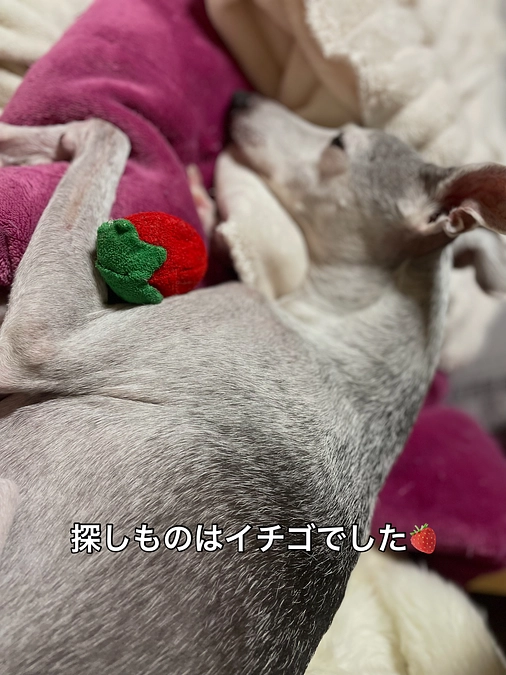 探し物はイチゴでした🍓