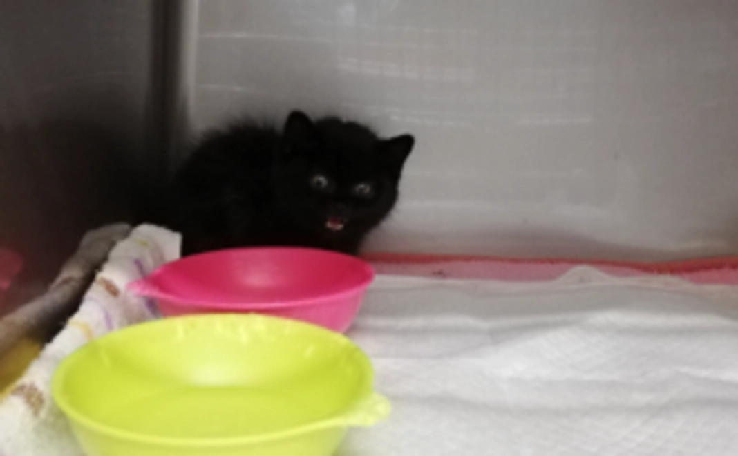 頑張れちっちゃなくろちゃん！