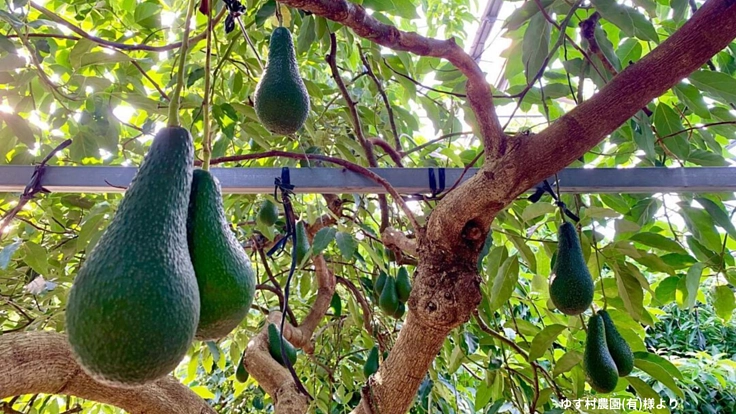 重度障害がある方も働ける場所。南河内でアボカド農園スタートへ