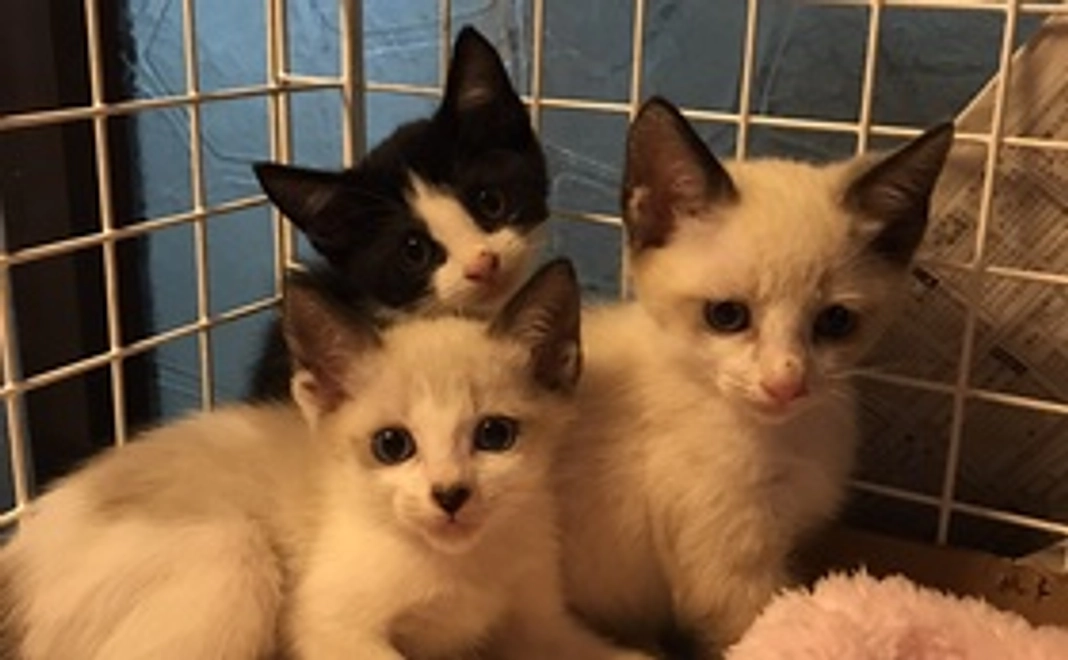 毎月500円コース