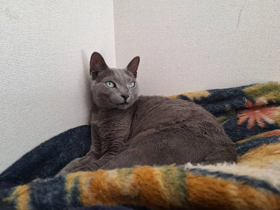 今日のステラの様子と活動報告です。