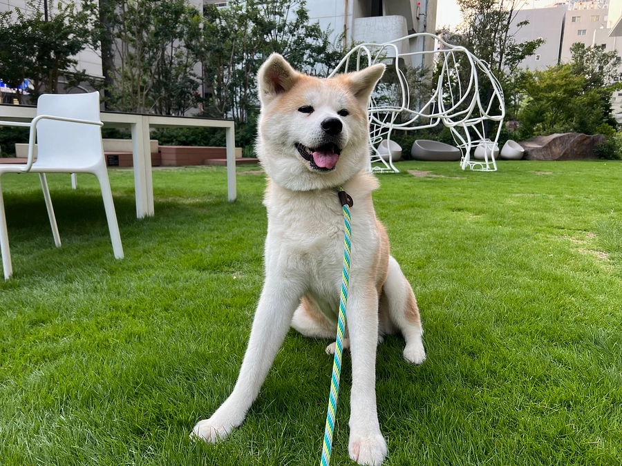 総合プロデューサー中村政人と、優美堂の看板犬「のの」との散歩はいかがですか？