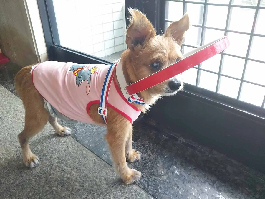 皆様のおかげでプロジェクト成立しました！