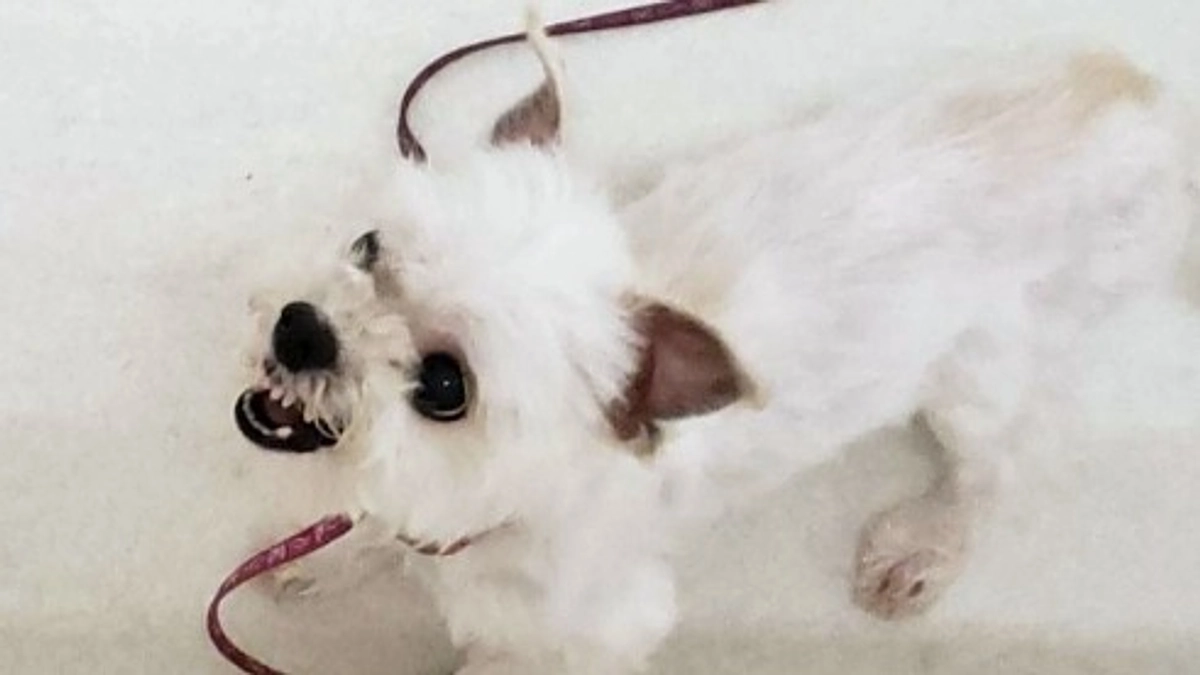 【続く別れ…】「オスワリ」がトラウマ。咬みつくクセが抜けなかったルル。それでも天寿をまっとうして…