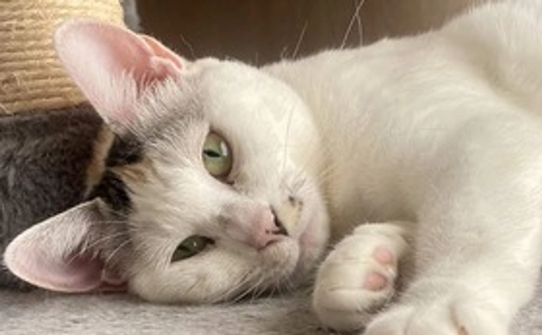 野良猫かぞく【しんゆう】3,000円コース