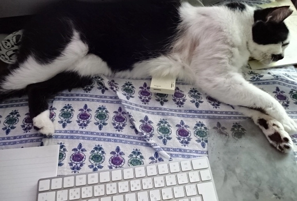 diary Vol.74　ふうちゃんと皮膚病。