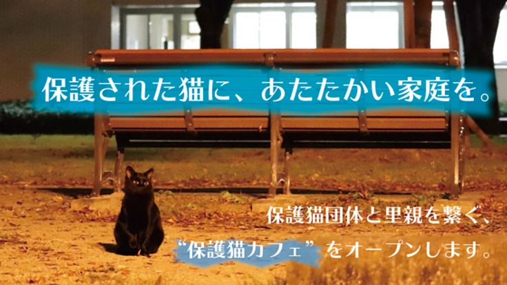 保護された猫と里親を繋ぐ。豊川初の保護猫カフェをオープン！