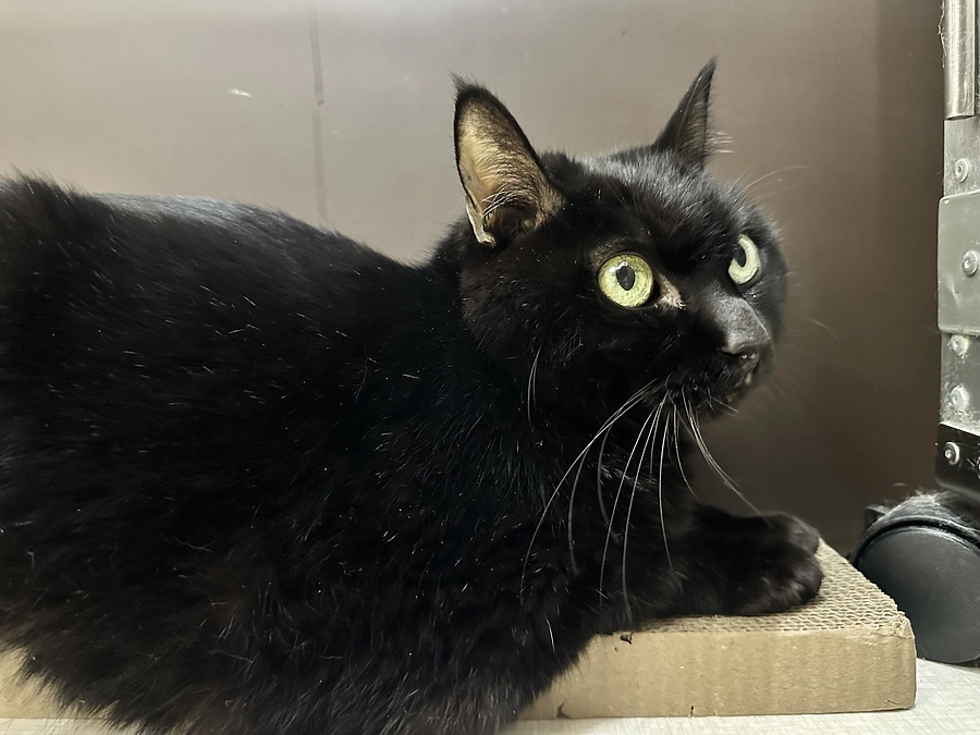 今日のちび🐈‍⬛