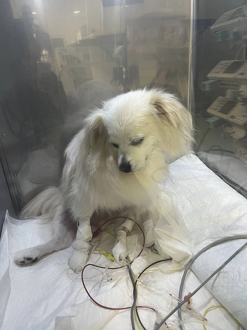 【残り7日】術後1日目：酸素室で点滴管理