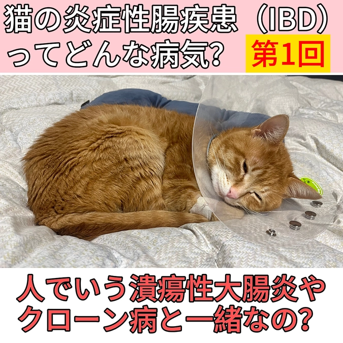 猫の炎症性腸疾患（IBD）について❶
