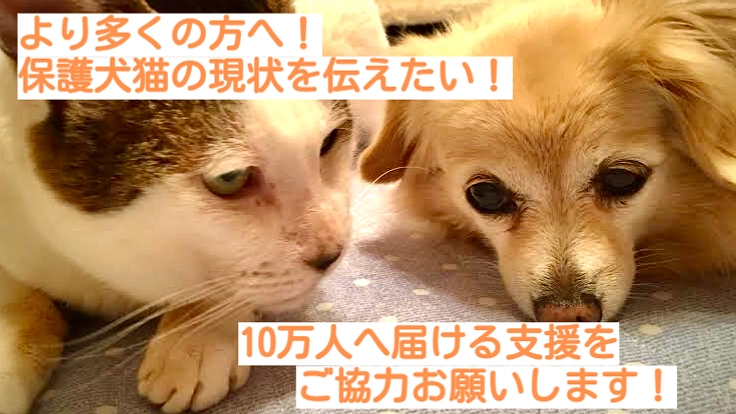 保護犬・猫たちの現状を動画で10万人へ届けたい。認知向上へご支援を