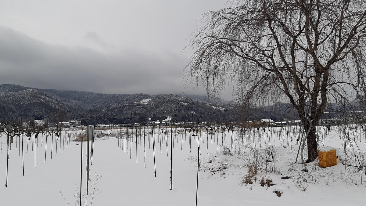 現在の畑の様子。