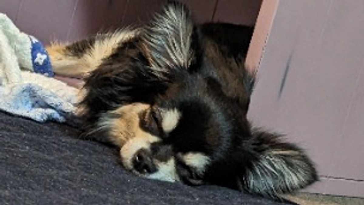 毎日、体調の変化が無いか気をつけて見ています