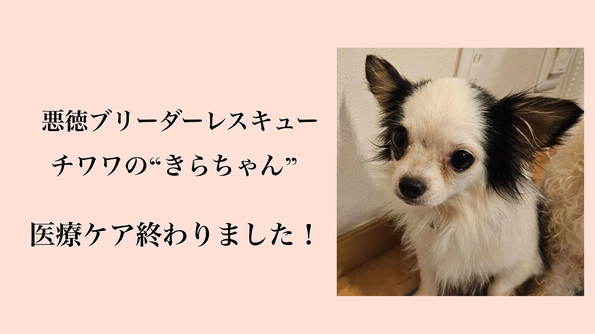 【悪徳ブリーダー：チワワ“きらちゃん”ご報告】