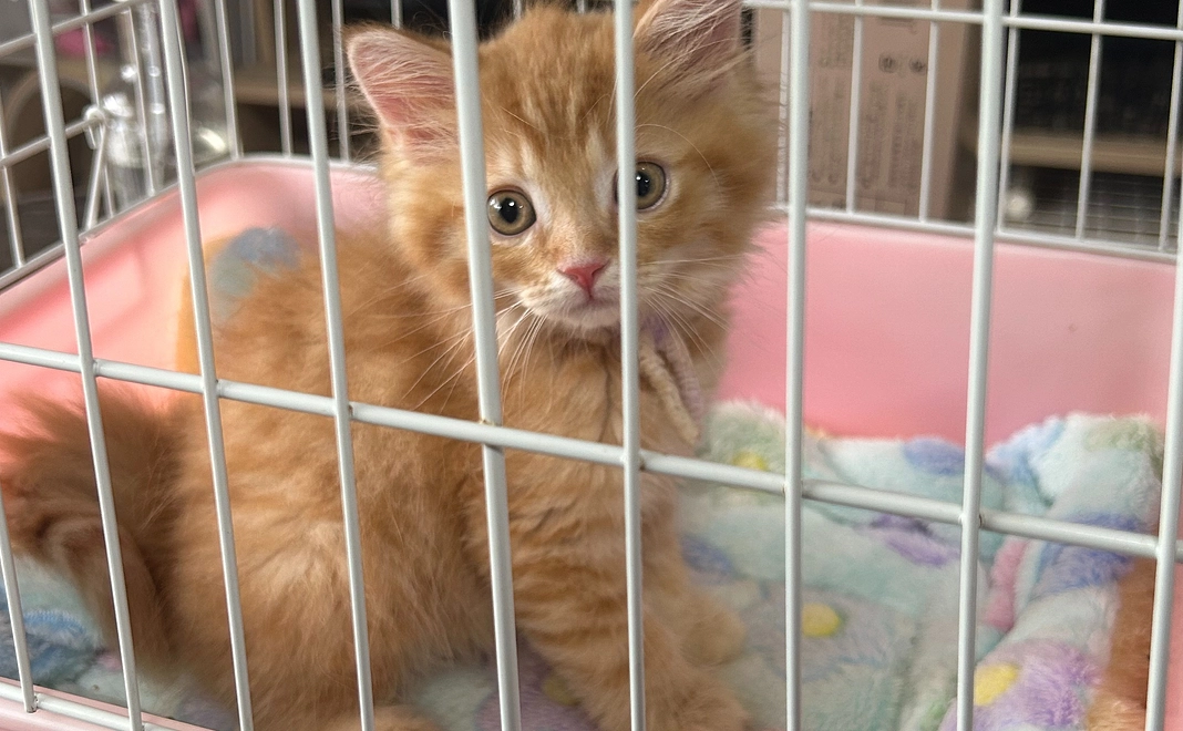 金太郎応援5,000円