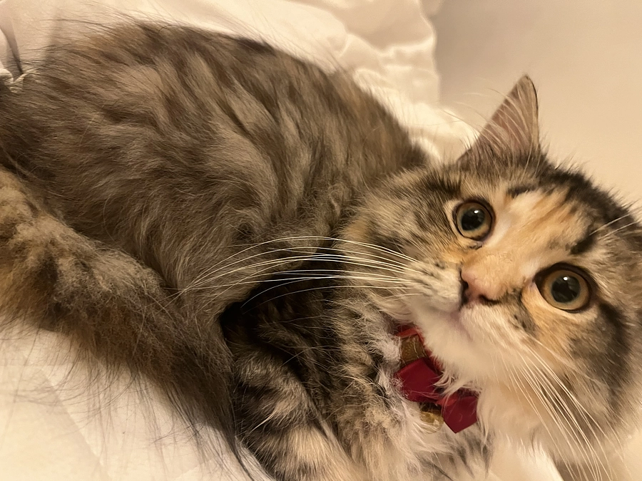 クラウドファンディング目標金額達成いたしました！！！