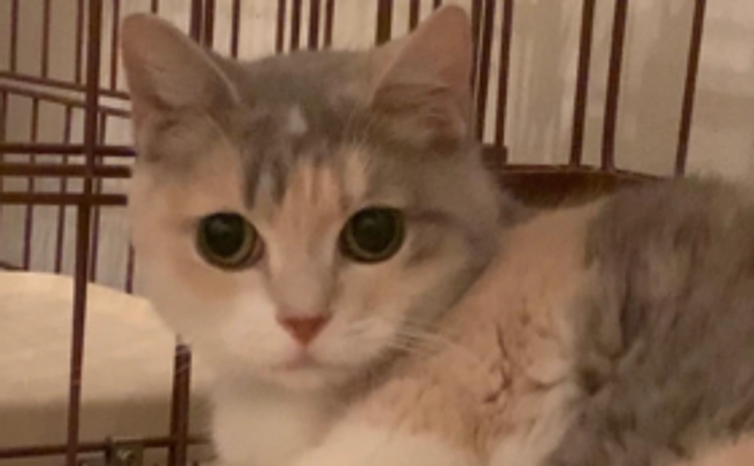 【税額控除対象】殺処分ゼロを目指すご支援プラン　猫ちゃんにお気持ちコース