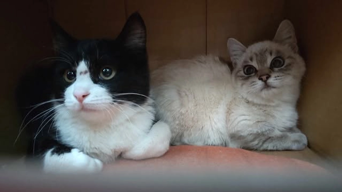 かわいそうだけでは助けられない野良猫さんのこと⑳