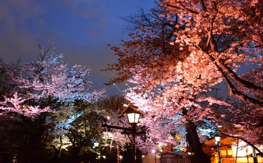 【特別体験コース】夜桜観覧にご招待