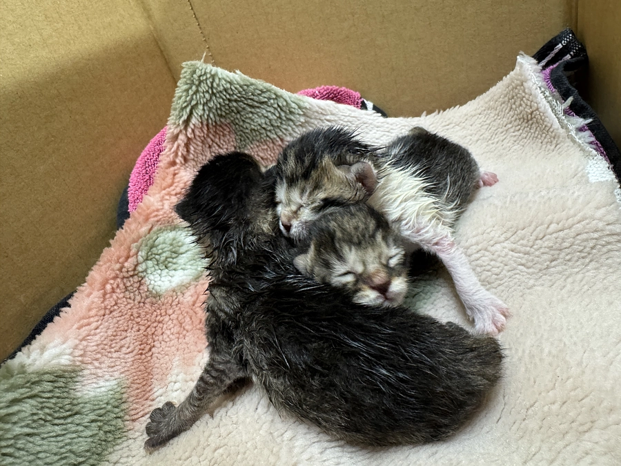 春がやってきています