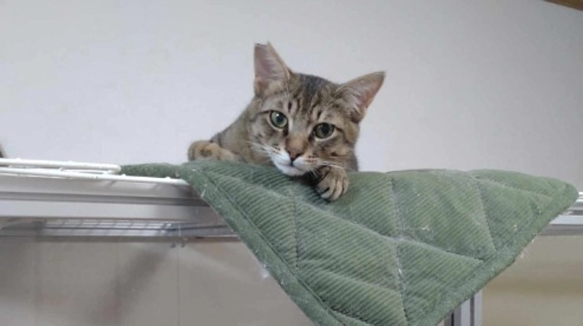 ネクストゴール挑戦中！　本日午後11時までです。