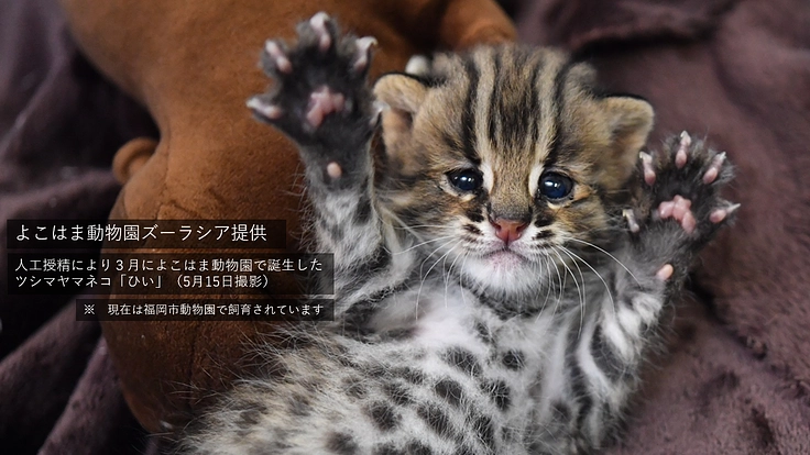 ツシマヤマネコでつながる!オープンな「いのちのまなび」を共創したい