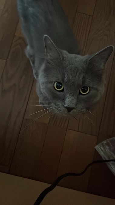 なつめの日常報告