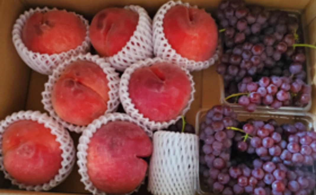 お礼のお手紙＋お手製ドライフルーツの特徴やレシピプリント（3種類）