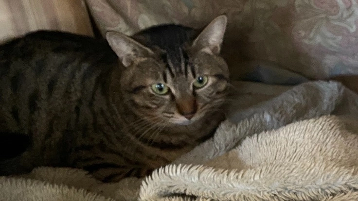 【尿道閉塞】保護猫マロンの懸命に生きる姿にどうか御支援お願いします