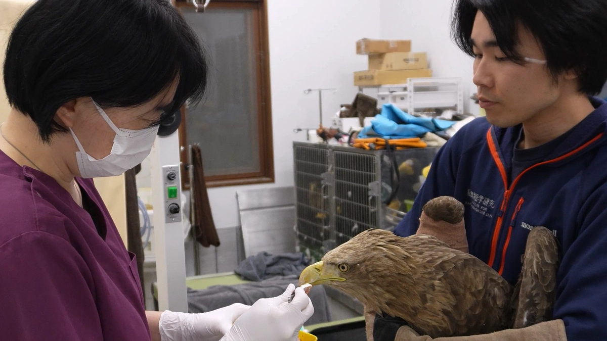 風車衝突で翼を骨折したオジロワシへの給餌