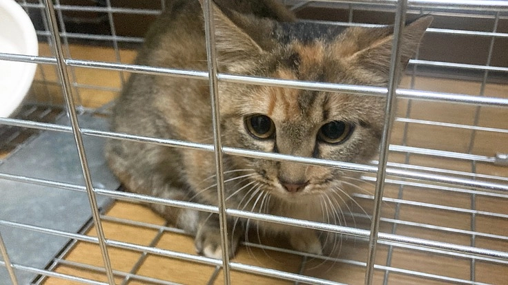 個人での猫の保護活動にご支援をお願いします