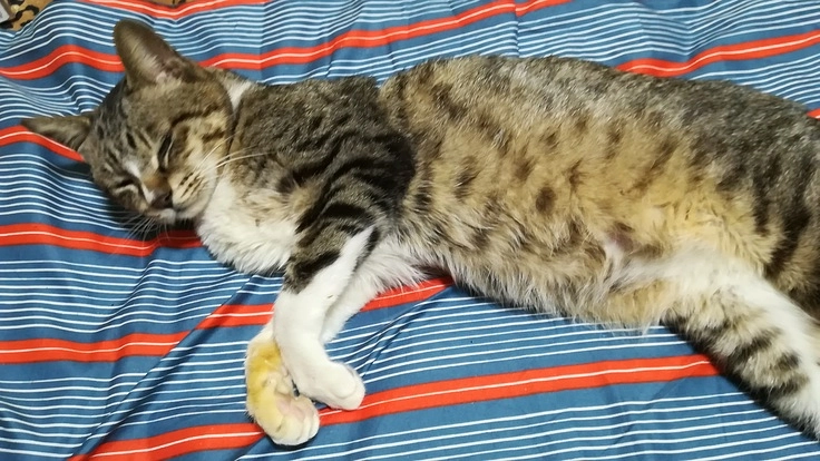 就労継続支援事業所兼保護ネコカフェを作って障がい者に新しい未来を！