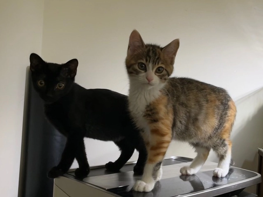 「わたしのなかまをたすけてください」──子猫モリちゃんからのお願い