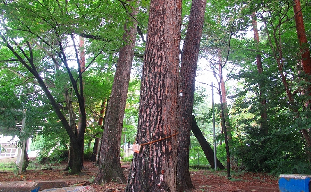 子供たちからのお礼のメッセージ1