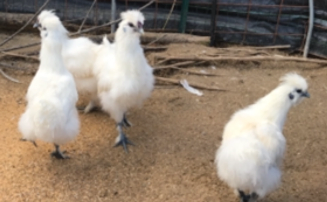 烏骨鶏の玉子２５個をお届けします