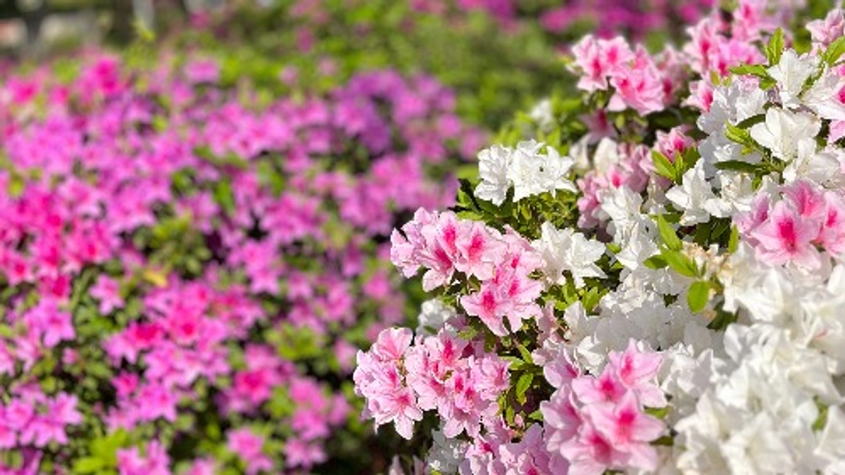 居場所を増やしたい！糸島市の学校教育課に要望を伝えてほしい！（みなも通信Vol.31）